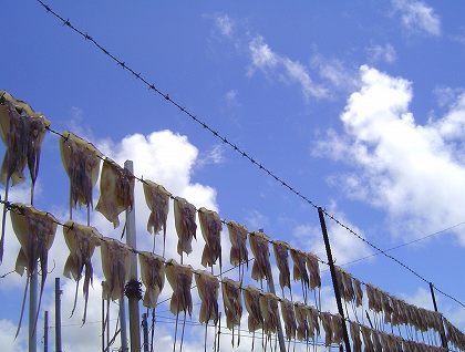 奥武島:空で泳ぐイカ