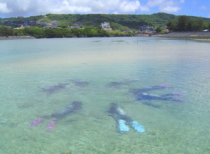 奥武島:浅瀬で練習するダイバー