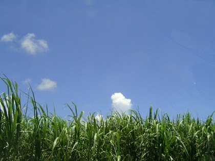 サトウキビ畑と青い空